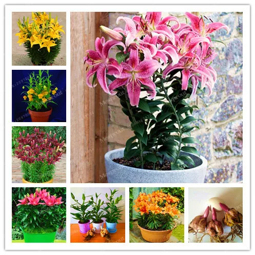 True Lily Bulbs Perfume Lily Bonsai Flower Bulbs High Germination Lilium Bulbs Bulbos De Flores Planta -2 Bulbs
True Lily Bulbs Perfume Lily Bonsai Flower Bulbs High Germination Lilium Bulbs Bulbos De Flores Planta -2 Bulbs
