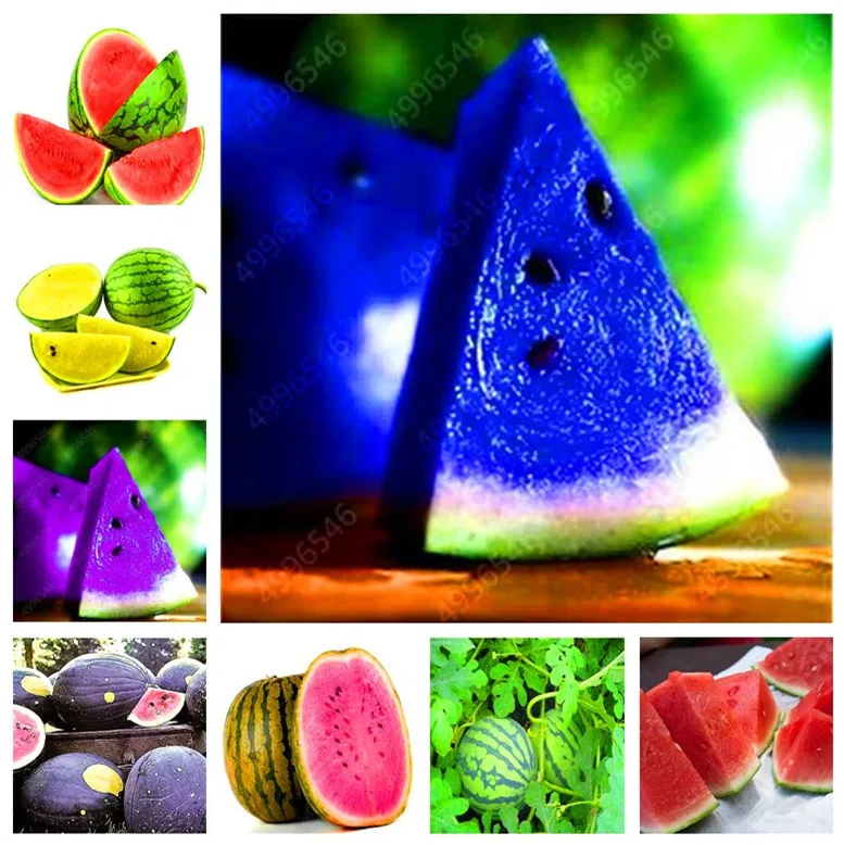 20 Pcs Watermelon Bonsai, Yellow Blue White Red Flesh Fruit Plant Organic Russian Heirloom Fruit & Vegetable Bonsai For Garden
20 Pcs Watermelon Bonsai, Yellow Blue White Red Flesh Fruit Plant Organic Russian Heirloom Fruit & Vegetable Bonsai For Garden