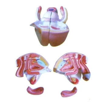 Female internal and external genital anatomical model Human uterus egg nest level anatomical model natural size 4 parts
Female internal and external genital anatomical model Human uterus egg nest level anatomical model natural size 4 parts