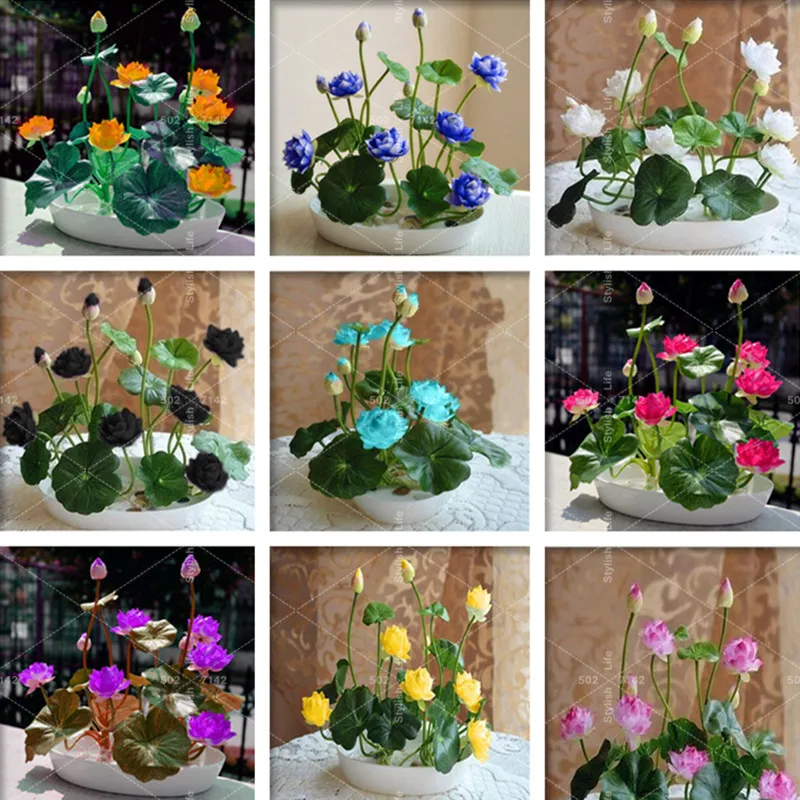 5 pcs Mini bowl lotus flower Exotic Water Lily Aquatic Hydroponic Plants,Rare flower bonsai Plant for Home Garden DIY planta
5 pcs Mini bowl lotus flower Exotic Water Lily Aquatic Hydroponic Plants,Rare flower bonsai Plant for Home Garden DIY planta