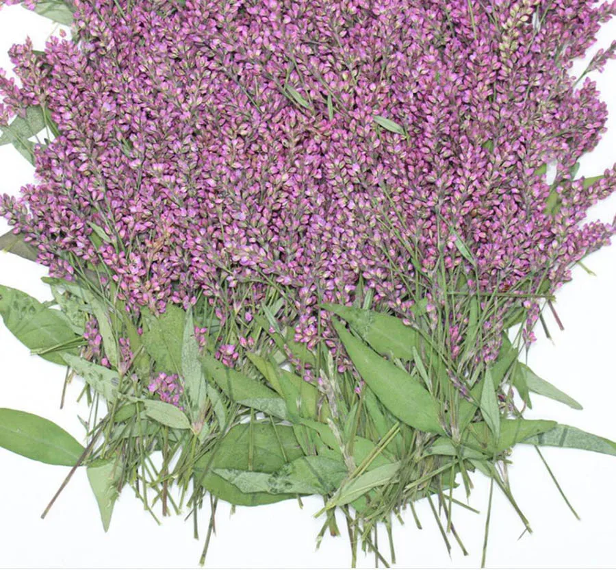 120pcs Pressed Dried Polygonum Hydropiper Flower Plant Herbarium For Jewelry Bookmark Postcard Phone Case DIY Making Accessories
120pcs Pressed Dried Polygonum Hydropiper Flower Plant Herbarium For Jewelry Bookmark Postcard Phone Case DIY Making Accessories