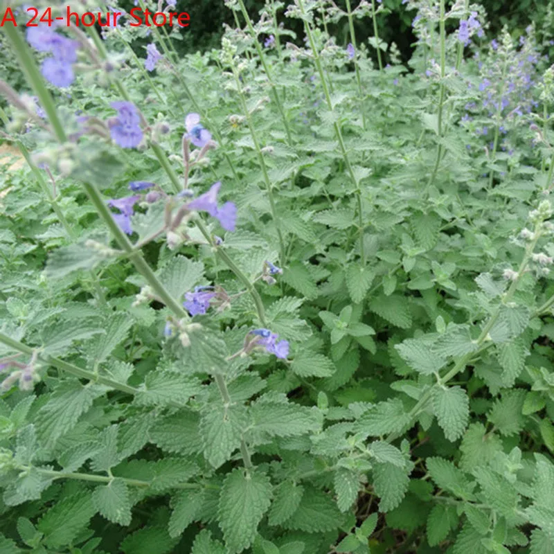 400 Pcs Mixed Catnip Peppermint PlantSeeds Home Garden Cat Mint Aromatic Herb Refreshing Plants Nepeta Cataria Seeding Bonsai
400 Pcs Mixed Catnip Peppermint PlantSeeds Home Garden Cat Mint Aromatic Herb Refreshing Plants Nepeta Cataria Seeding Bonsai
