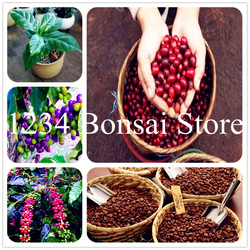 20 Pcs Coffee Bean Balcony Bonsai Tree vegetables Plant Coffee Bean Bonsai, Courtyard & Balcony Outdoor Plant for Home Garden
20 Pcs Coffee Bean Balcony Bonsai Tree vegetables Plant Coffee Bean Bonsai, Courtyard & Balcony Outdoor Plant for Home Garden