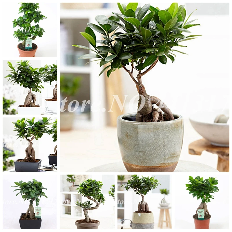 50 Pcs Ficus Lyrata Bonsai Tree, Indoor Potted Balcony Banyan Tree Leaf Bonsai Garden Plants,Anti-Radiation Purify Air Easy Grow
50 Pcs Ficus Lyrata Bonsai Tree, Indoor Potted Balcony Banyan Tree Leaf Bonsai Garden Plants,Anti-Radiation Purify Air Easy Grow