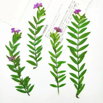 120pcs Pressed Dried Flower Cuphea hookeriana Walp. Filler For Epoxy Resin Jewelry Making Postcard Frame Phone Case Craft DIY
120pcs Pressed Dried Flower Cuphea hookeriana Walp. Filler For Epoxy Resin Jewelry Making Postcard Frame Phone Case Craft DIY