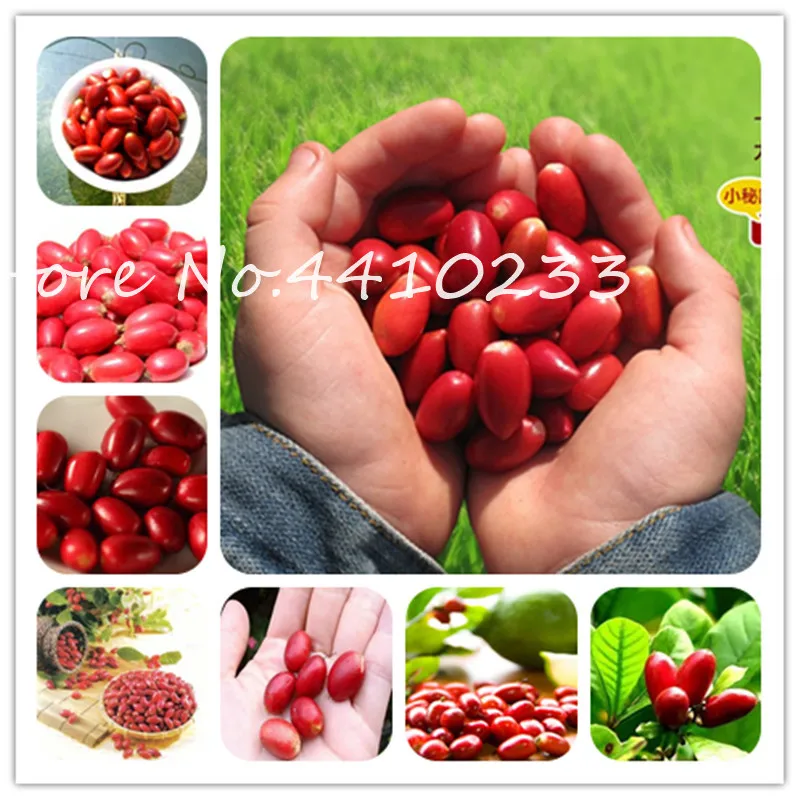 Free Shipping 20 Pcs Tropical Miraculin Bonsai Fruit Anacardium Occidentale Tree Pot Plant Gardens Miracle Fruit Vegetable
Free Shipping 20 Pcs Tropical Miraculin Bonsai Fruit Anacardium Occidentale Tree Pot Plant Gardens Miracle Fruit Vegetable