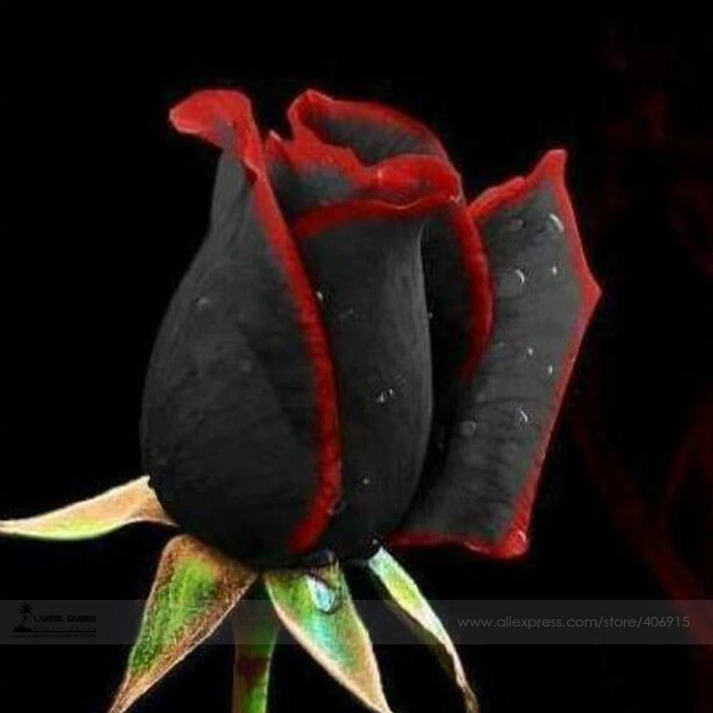 1 Professional Pack Approx 50 plants / Pack Rare Amazingly Beautiful Black Rose Flower With Red Edge bonsai
1 Professional Pack Approx 50 plants / Pack Rare Amazingly Beautiful Black Rose Flower With Red Edge bonsai