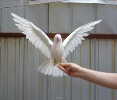 Image artificial bird white feathers peace bird spreading wings dove bird 30x45cm handicraft prop,home garden decoration gift p2679