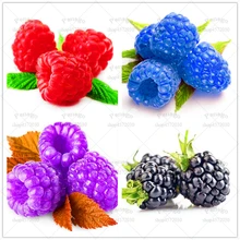 600 Pcs Sweet Raspberry Bonsai Plants 6 Kinds of Color Raspberry Fruit Tree Potted Planting for Home Garden Supplies
600 Pcs Sweet Raspberry Bonsai Plants 6 Kinds of Color Raspberry Fruit Tree Potted Planting for Home Garden Supplies