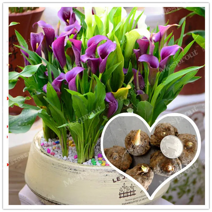 True Purple Calla Lily Bulbs,Calla Flower,(Calla Lily Bonsai),Elegant Noble Flower,Flower Bulbs Symbolizes Love 2 Bulbs
True Purple Calla Lily Bulbs,Calla Flower,(Calla Lily Bonsai),Elegant Noble Flower,Flower Bulbs Symbolizes Love 2 Bulbs