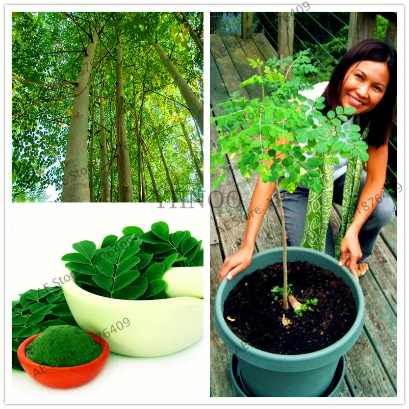 10pcs/bag Indian Moringa bonsai,Edible ornamental flores,Home Garden Plant,outdoor garden tree plantas
10pcs/bag Indian Moringa bonsai,Edible ornamental flores,Home Garden Plant,outdoor garden tree plantas