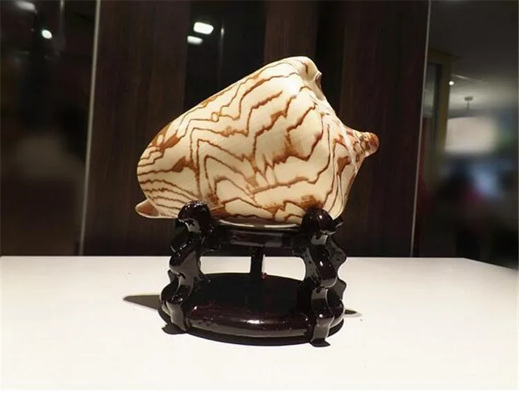 15-18CM Cymbiola Nobilis Natural Seashell Home Furnishing Ornaments Large Conch Shells Craft Wedding Decorations
15-18CM Cymbiola Nobilis Natural Seashell Home Furnishing Ornaments Large Conch Shells Craft Wedding Decorations