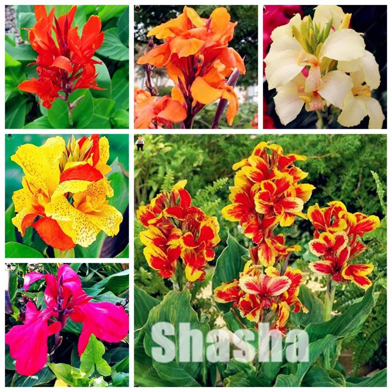 Sales 20 pcs Dwarf Bonsai Canna Lily Outdoor Tropical Bronze Scarlet Foliage Perennial Potted plants For Home Garden Supply
Sales 20 pcs Dwarf Bonsai Canna Lily Outdoor Tropical Bronze Scarlet Foliage Perennial Potted plants For Home Garden Supply