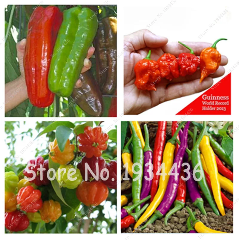 

Hot Chili Carolina Reaper Organic Outdoor Vegetable Rainbow Bell Ghost Pepper Home Garden for Flower Pot Planter 100pcs / bag