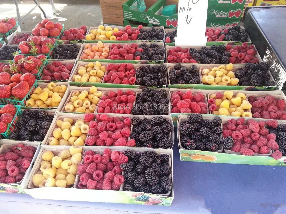 200pcs/bag Raspberry fruit mixed colors Super Big Raspberry Fruit plants bonsai for flower pots planters
200pcs/bag Raspberry fruit mixed colors Super Big Raspberry Fruit plants bonsai for flower pots planters