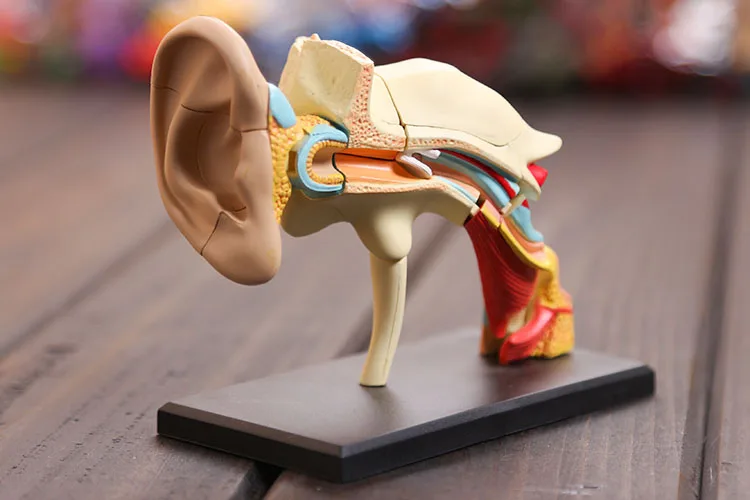 4D Master Human skull skin brain ear anatomical model with denture teeth organizadores for esqueleto humano anatomia microscope
4D Master Human skull skin brain ear anatomical model with denture teeth organizadores for esqueleto humano anatomia microscope