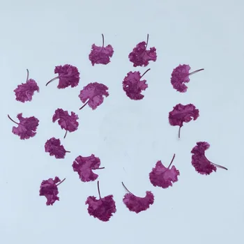 100pcs Pressed Dried Natural Lagerstroemia Indica L. Flower Plants Herbarium For Jewelry Phone Case Frame Postcard Bookmark DIY
100pcs Pressed Dried Natural Lagerstroemia Indica L. Flower Plants Herbarium For Jewelry Phone Case Frame Postcard Bookmark DIY