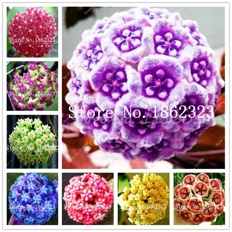Loss Promotion! 100pcs Hoya flores,Potted Flowers Bonsai plants Hoya plantas, Orchid plante DIY Home Garden Decor indoor flowers
Loss Promotion! 100pcs Hoya flores,Potted Flowers Bonsai plants Hoya plantas, Orchid plante DIY Home Garden Decor indoor flowers