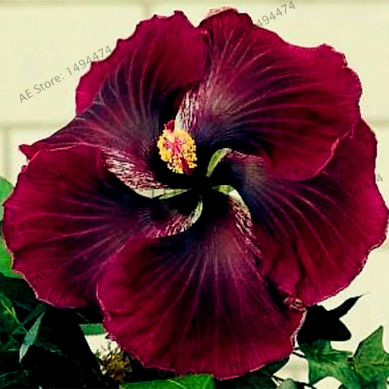 Aliexpress.com : Buy 100pcs/bag24 colors giant hibiscus seeds ... Aliexpress.com : Buy 100pcs/bag24 colors giant hibiscus seeds ...