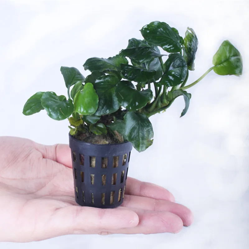 WHISM Plastic Hydroponic Vegetables Nursery Pots Planting Grow Clone Mesh Pot Net Basket Flower Seed Cultivation System Trays
WHISM Plastic Hydroponic Vegetables Nursery Pots Planting Grow Clone Mesh Pot Net Basket Flower Seed Cultivation System Trays