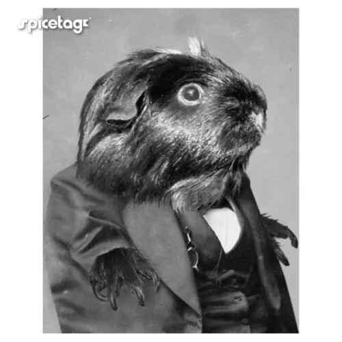 Guinea Pig Tshirt Hipster T Shirt Cute Swag Mens Fashion Tee New2019 Men Summer New Brand Men'S Cotton Mens T Shirt
Guinea Pig Tshirt Hipster T Shirt Cute Swag Mens Fashion Tee New2019 Men Summer New Brand Men'S Cotton Mens T Shirt