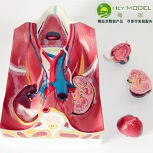 Urinary System Abdominal back wall model bladder Urine formation Show free shipping
Urinary System Abdominal back wall model bladder Urine formation Show free shipping
