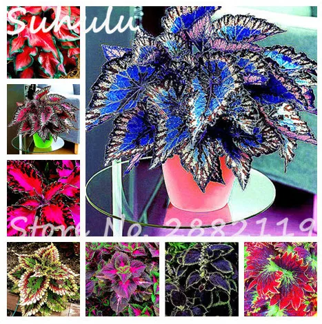 Janpanse Bonsai 30 Pcs Coleus Foliage Plants, Perfect Color Arc-Dragon Beautiful Flower Perennial Garden Semente Mixed
Janpanse Bonsai 30 Pcs Coleus Foliage Plants, Perfect Color Arc-Dragon Beautiful Flower Perennial Garden Semente Mixed