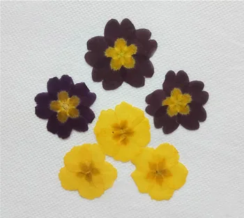 120pcs Pressed Dried Yellow/Blue Jasminum Nudiflorum Flower Plants Herbarium For Jewelry Phone Case Frame Postcard Bookmark DIY
120pcs Pressed Dried Yellow/Blue Jasminum Nudiflorum Flower Plants Herbarium For Jewelry Phone Case Frame Postcard Bookmark DIY