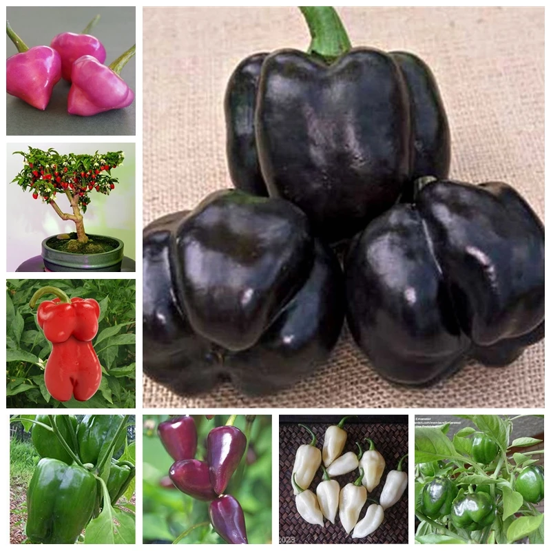 500 pcs/ bag Red Fresh Carolina Reaper Chilli Pepper Bonsais Super Hot chili Bonsai Potted Plants for Home & Garden Planting
500 pcs/ bag Red Fresh Carolina Reaper Chilli Pepper Bonsais Super Hot chili Bonsai Potted Plants for Home & Garden Planting