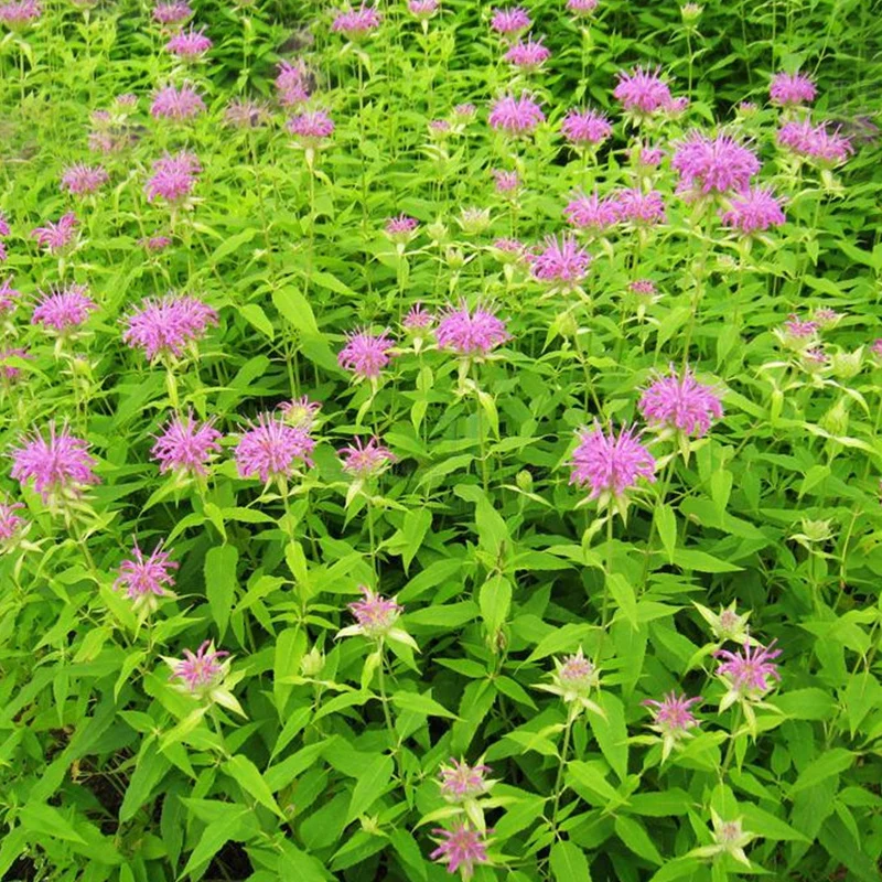 200 pcs Hot Sale Mint Balcony Potted Mint Beautiful Aromatic Plant Vegetable Air Purification Plant
200 pcs Hot Sale Mint Balcony Potted Mint Beautiful Aromatic Plant Vegetable Air Purification Plant