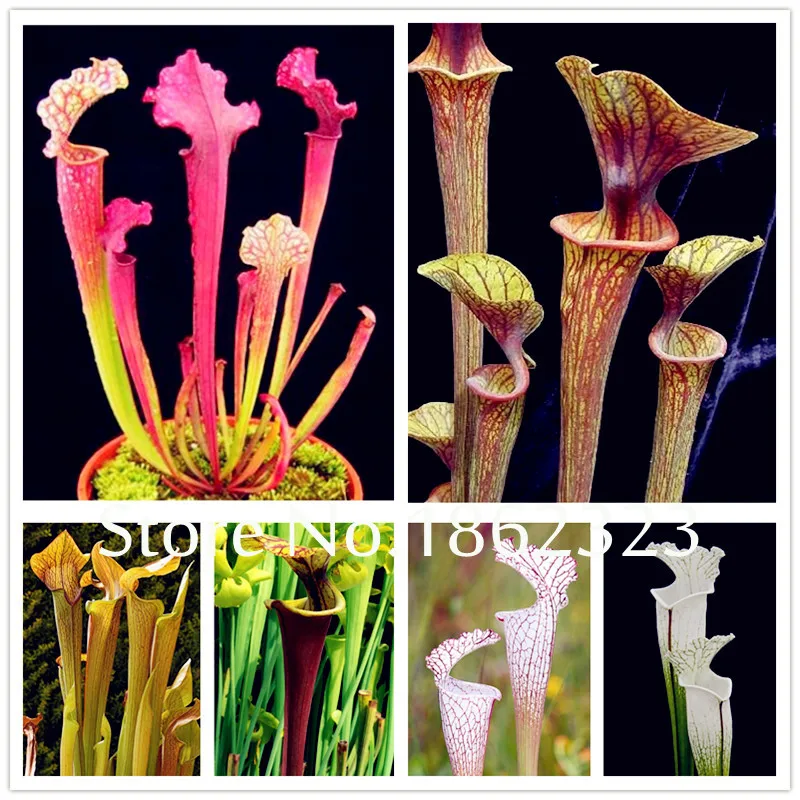 300 Pcs Garden Potted Flytrap Bonsai Flower Dionaea Muscipula Giant Clip Venus Flytrap Potted Plant, Carnivorous Plant
300 Pcs Garden Potted Flytrap Bonsai Flower Dionaea Muscipula Giant Clip Venus Flytrap Potted Plant, Carnivorous Plant
