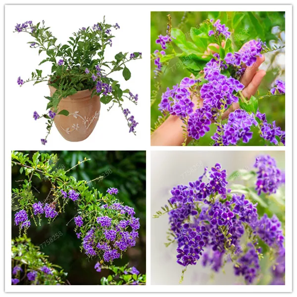 100 Pcs Beautiful Fuchsia Bonsai Garden Balcony Duranta erecta Begonia Malus Spectabilis Chinese Flowering Decorative Planting
100 Pcs Beautiful Fuchsia Bonsai Garden Balcony Duranta erecta Begonia Malus Spectabilis Chinese Flowering Decorative Planting