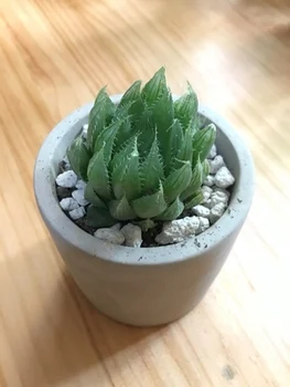 Cactus Plants Vase Concrete Planter Silicone Pot Mold DIY Cement Round Flowerpot Mould for Succulent Plant
Cactus Plants Vase Concrete Planter Silicone Pot Mold DIY Cement Round Flowerpot Mould for Succulent Plant