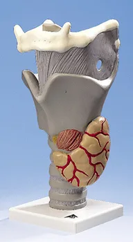Human Body Anatomical Model of 2.5 Times Throat Function with Imported Function Throat
Human Body Anatomical Model of 2.5 Times Throat Function with Imported Function Throat