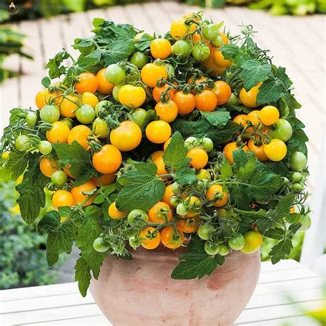 30pcs/bag Rare Yellow Pearl Tomato Cherry Mini Tomato Bonsais Vegetable bonsai Dwarf Tomatoes for Garden Plant Decoration
30pcs/bag Rare Yellow Pearl Tomato Cherry Mini Tomato Bonsais Vegetable bonsai Dwarf Tomatoes for Garden Plant Decoration