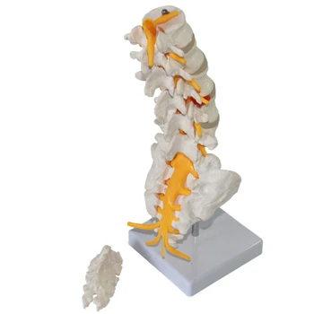 Five section lumbar vertebrae model cauda equina neurological model vertebral intervertebral disc
Five section lumbar vertebrae model cauda equina neurological model vertebral intervertebral disc