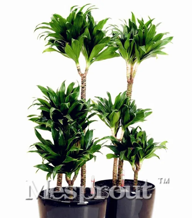 High Quality Dracaena Fragrans Potted bonsai plant flower Bonsai indoor / outdoor pot Bonsai germination 95% 10PCS
High Quality Dracaena Fragrans Potted bonsai plant flower Bonsai indoor / outdoor pot Bonsai germination 95% 10PCS