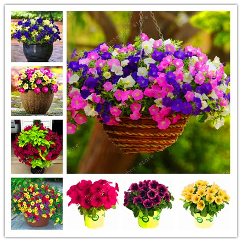 bonsai 100pcs/bag Petunia flower Mix Petunia Hybrida hanging petunia garden Petunia,bonsai plant for home garden
bonsai 100pcs/bag Petunia flower Mix Petunia Hybrida hanging petunia garden Petunia,bonsai plant for home garden