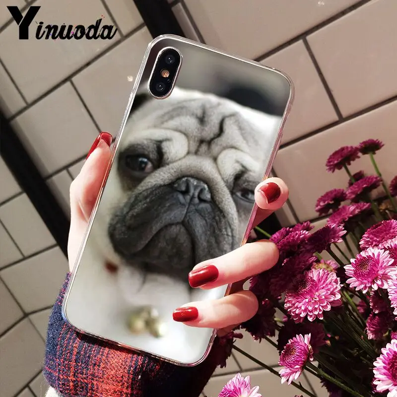 Cute pug dog