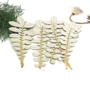 120pcs Pressed Dried Potentilla Chinensis Ser Leaf Plants Herbarium For Jewelry iPhone Phone Case Photo Frame Making Accessories
120pcs Pressed Dried Potentilla Chinensis Ser Leaf Plants Herbarium For Jewelry iPhone Phone Case Photo Frame Making Accessories