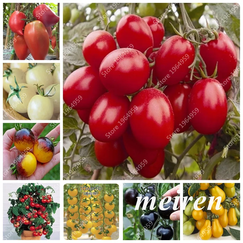 Fresh Milk Red Tomato Bonsai, Cherry Tomatoes,Nutritious Tomato Bonsai Organic Fruits And Vegetables For Garden-200pcs Particles
Fresh Milk Red Tomato Bonsai, Cherry Tomatoes,Nutritious Tomato Bonsai Organic Fruits And Vegetables For Garden-200pcs Particles