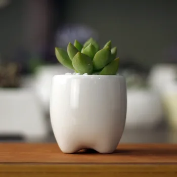 5.5x5.5x6cm Simple white meat more creative cute mini ceramic pot pots shaped teeth freeshipping
5.5x5.5x6cm Simple white meat more creative cute mini ceramic pot pots shaped teeth freeshipping