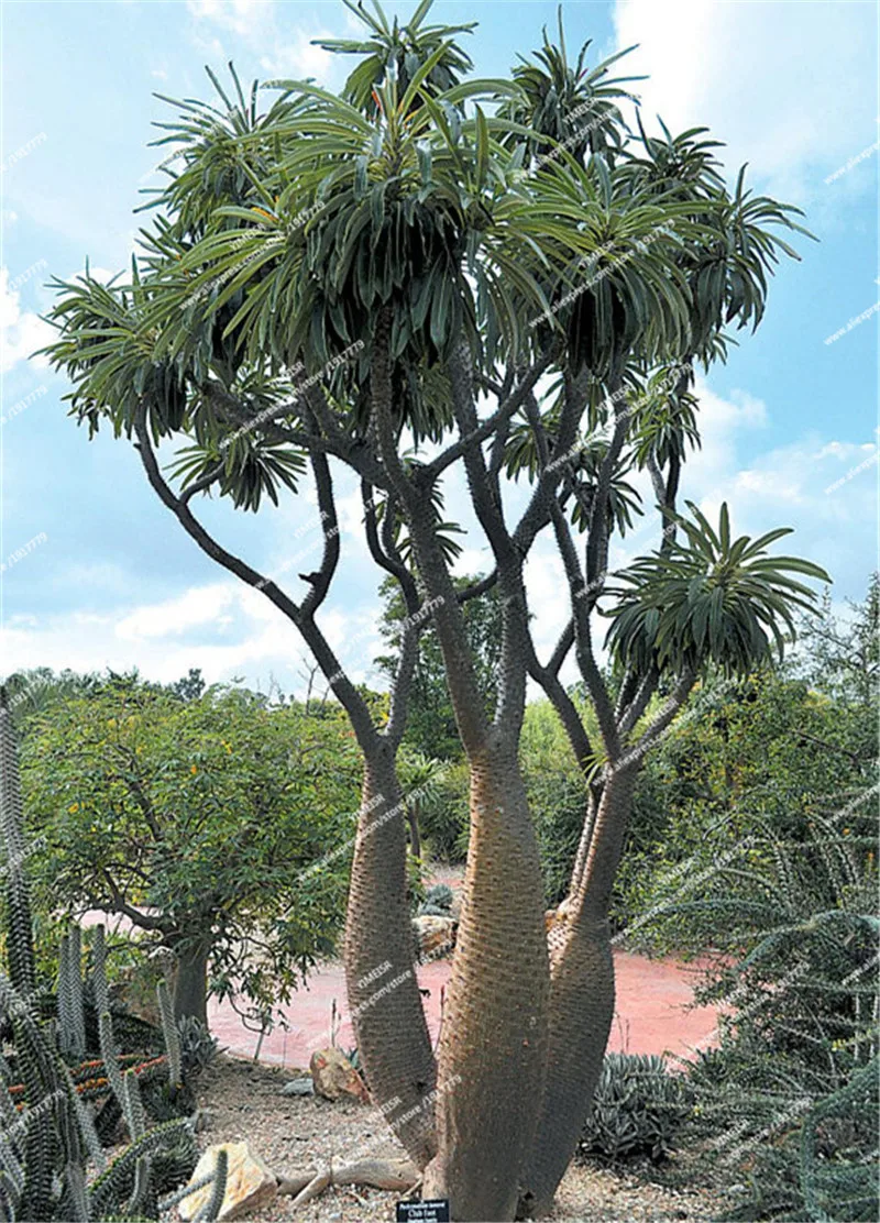 il_570xN.1326475156_qiq0_