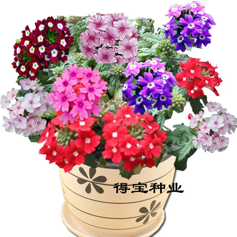 Flower Beauty Cherry bonsai Ornamental Flowers Balcony Flowers bonsai bonsai Beauty Cherry Potted Five - Color Plum 100pcs
Flower Beauty Cherry bonsai Ornamental Flowers Balcony Flowers bonsai bonsai Beauty Cherry Potted Five - Color Plum 100pcs