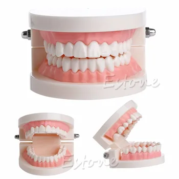 Dental Teaching Study Adult Standard Typodont Demonstration Teeth Model High Quality Pro
Dental Teaching Study Adult Standard Typodont Demonstration Teeth Model High Quality Pro