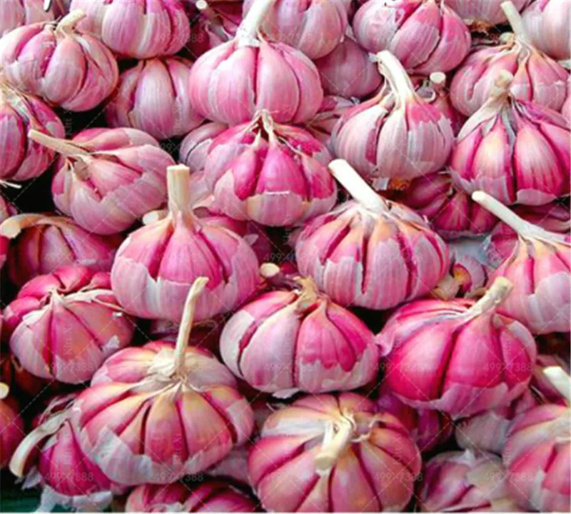 500 Pcs Garlic Bonsai Red And Healthy Bonsai Diy Plant Rare Onion Garlics Vegetable Bonsai Very Easy Grow For Home Garden
500 Pcs Garlic Bonsai Red And Healthy Bonsai Diy Plant Rare Onion Garlics Vegetable Bonsai Very Easy Grow For Home Garden