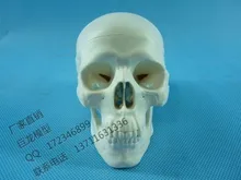 human skull model Skeleton model human body decoration hand-done toy the human body
human skull model Skeleton model human body decoration hand-done toy the human body