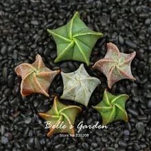 10pcs Astrophytum Myriostigma Seeds Astrophytum Cactus Seeds Succulents Plants Bonsai Seeds DIY Home Garden Potted Plant Flower
10pcs Astrophytum Myriostigma Seeds Astrophytum Cactus Seeds Succulents Plants Bonsai Seeds DIY Home Garden Potted Plant Flower