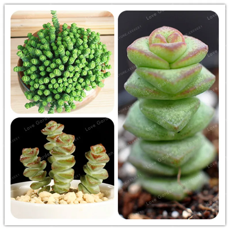100 pcs Rare Colorful Succulent Plant Crassuia Perforata Bonsai Perennial Bonsai Plant For Home Garden
100 pcs Rare Colorful Succulent Plant Crassuia Perforata Bonsai Perennial Bonsai Plant For Home Garden