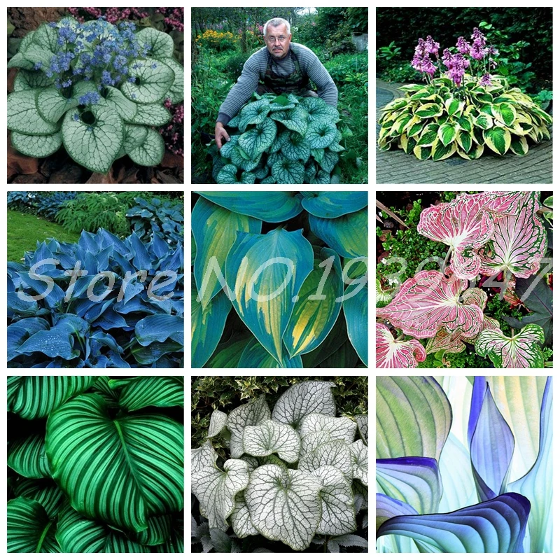100pcs Hosta Bonsai Perennial Plantain Lily Flower Grass Ornamental Plants for home garden Ground Cover Plant Ground Cover Plant
100pcs Hosta Bonsai Perennial Plantain Lily Flower Grass Ornamental Plants for home garden Ground Cover Plant Ground Cover Plant